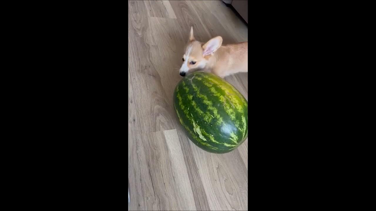 Луна и арбуз - YouTube