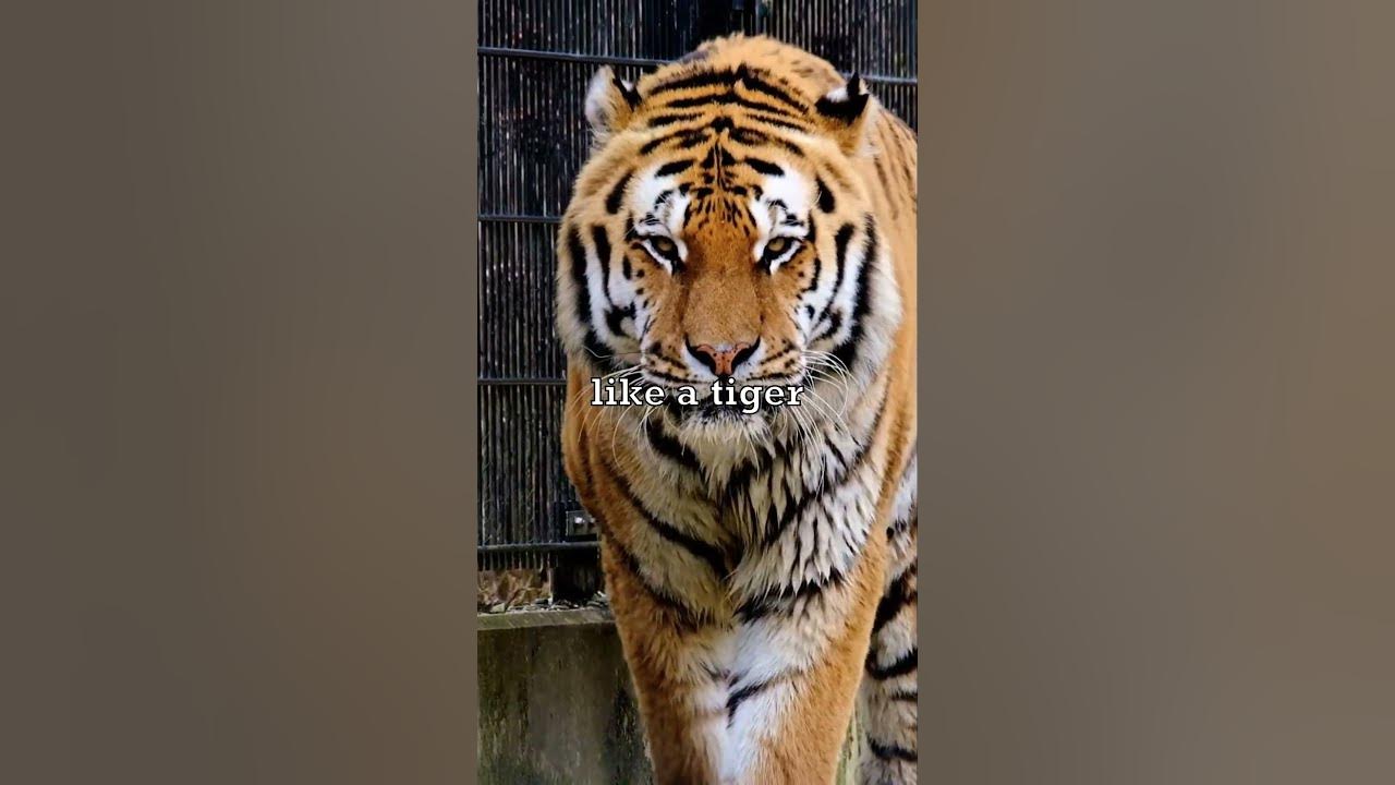 Can tiger purr like a cat youtube