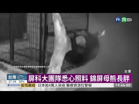 屏科大團隊悉心照料 錦屏母熊長胖 | 華視新聞 20200804