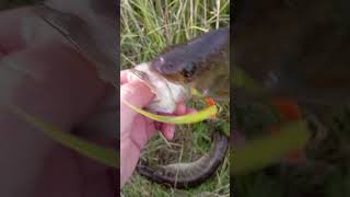 река Унжа разведка новых мест#Унжа#fishing #spinning #рыбалка #Окунь#