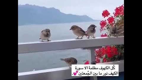 انعم كل ااكهوف نظلمة الا سورة الكهف نور مابين الجمعتين  يارب يهدينا و يغفر لنا