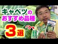 秋に種まきできるキャベツのおすすめ品種3選｜家庭菜園で育てたい品種はこれ！ #キャベツ #種まき #秋野菜 #家庭菜園 #農業屋