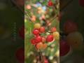 Rare Wild Fruits You’ve Never Seen Before! 🌿🍈 #shorts #plants #farming