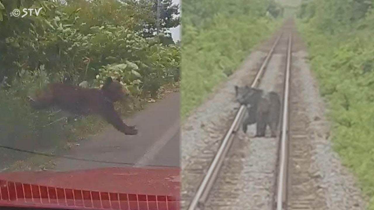 Running alongside a bear