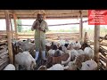The best option to avoid  mortality in goats (vaccination is more reliable than treatment )
