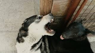 Central Asian Shepherd  vs Crossbreed / Domestic dog