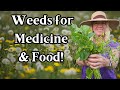 Grow these 4 useful weeds on the homestead for medicine  food