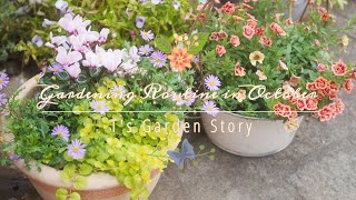 《10月のガーデニングルーティン》宿根草を来年もきれいに咲かせるために今やること❀コガネムシの食害にあったゼラニウムその後《T's Garden》