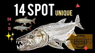 14 SPOT TigerFish Unique // Congo Fishing Planet