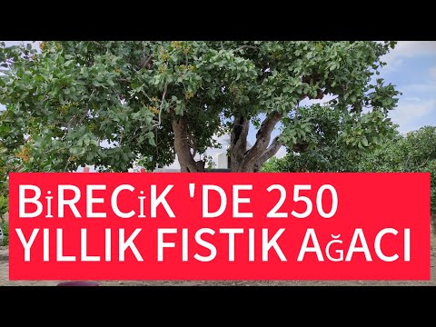 250 YILLIK FISTIK AĞACI TÜRKİYE'DE NEREDE ? 4K GÖRÜNTÜ KALİTESİNDE