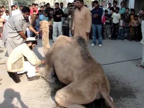 khatarnak-camel-ke-qurbani-in-nazimabad-|-bakra-mandi-|-sohrab-goat-|-by-really-mind-blowing-|