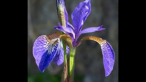 Aruba IRIS Configuration Tool Training