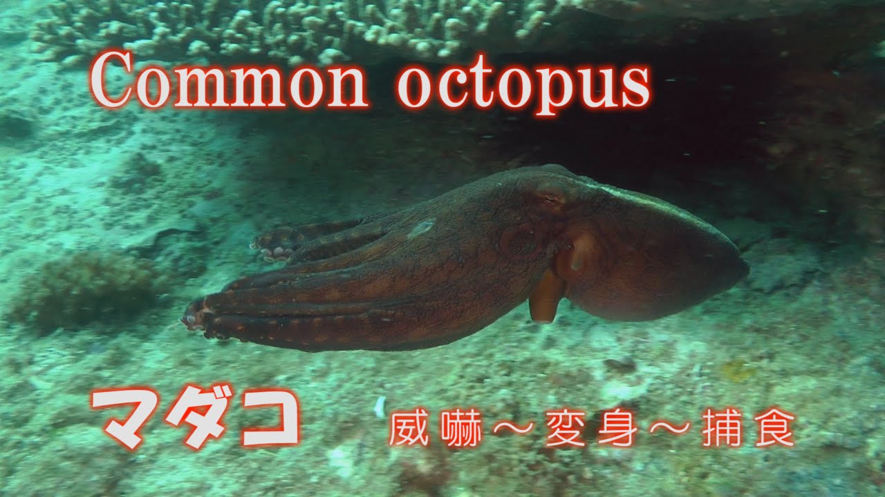 マダコ 真蛸 ソメンヤドカリの悲劇 Common octopus - YouTube