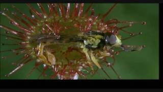 Deadly Herb Eats Bug HQ Video
