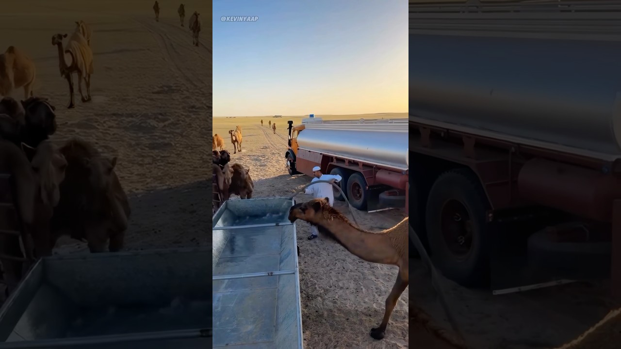 Risks of giving water to camels in the desert #incredible #animals #shock#camel