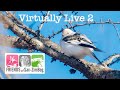 Virtually Live 2 Sax-Zim Bog  birding &amp; photography trip April 21 2020