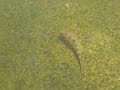 Gastromyzon ocellatus (Borneo sucker fish) from Padawan