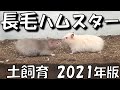 こうして土飼育は始まります・・・ですが？【長毛ハムスター/飼い方/How to/かわいい/ペット/小動物/Keeping hamsters in the soil】