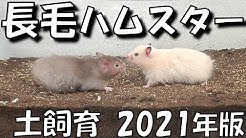 ハムポリch ハムスター土飼育 Youtube ハムポリch ハムスター土飼育 Youtube
