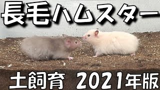 こうして土飼育は始まります・・・ですが？【長毛ハムスター/飼い方/How to/かわいい/ペット/小動物/Keeping hamsters in the soil】