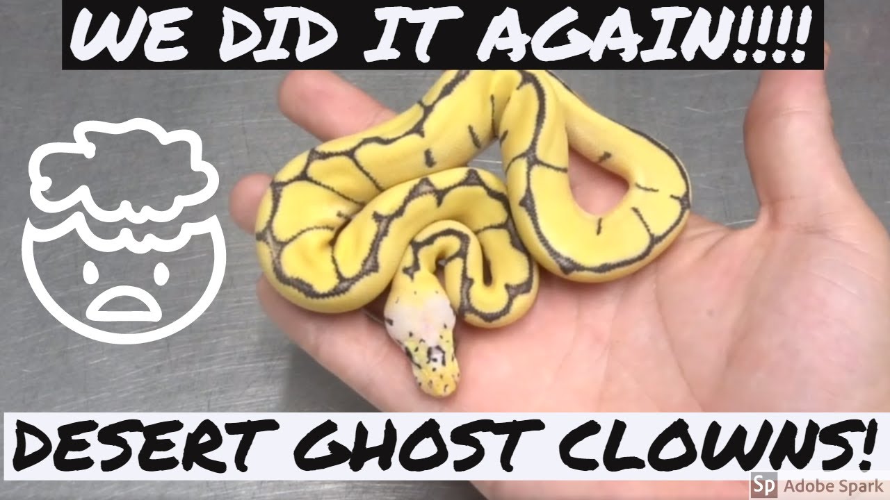 breeding ball python morphs chart Desert Ghost Clowns!!! WE DID IT AGAIN!!!