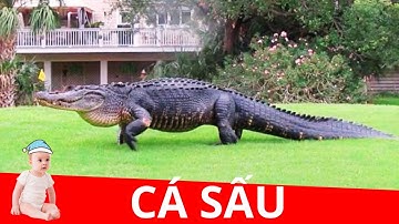 Dạy bé học con cá sấu | Bé tập nói tên và hoạt động con vật | Con Vật Cute