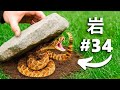 石を100個ひっくり返したら…こんなものが見つかった