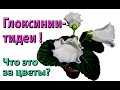 🌼Глоксинии-тидеи! Что это за цветы? Вот они, расцвели!🌼 🌱