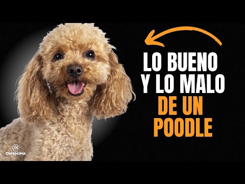 Video: Los pros y los contras de un caniche de juguete