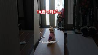 14歳で耳が… #犬 #いぬ #dog #shorts