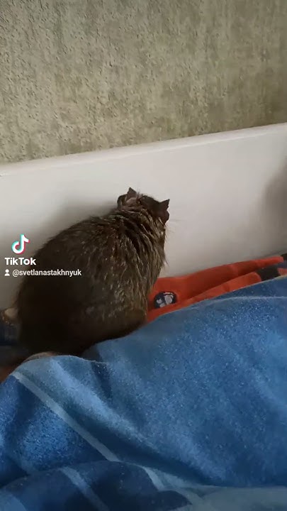 #білочка #білка #дегу #домашнітварини - YouTube