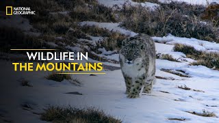 Wildlife in the Mountains | Hostile Planet | Full Episode | S1-E6 | National Geographic