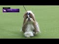 Shih tzu  breed judging 2023