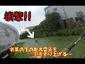 【北陸雷魚遠征】雰囲気抜群!水草の下にいた巨大雷魚を引きずり回す!! snakehead fishing inJapan
