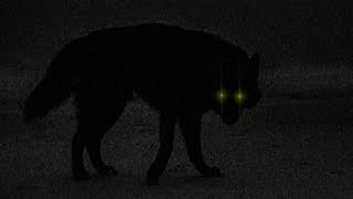 Ogryzek - Glory Super Slowed