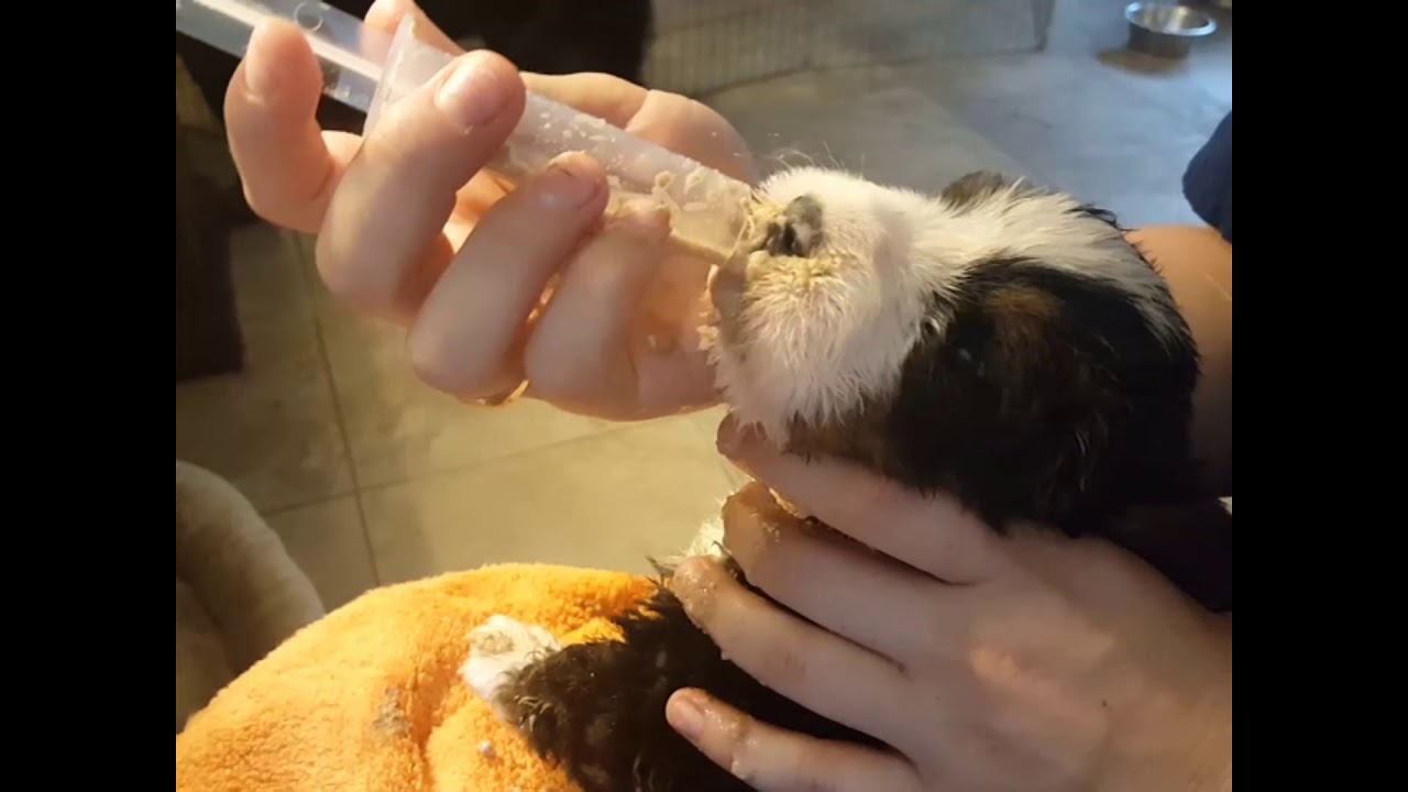 veterinary surgery Weaning Bernese Mt Dog Puppies and Beyond - Mesmerize's Puppies