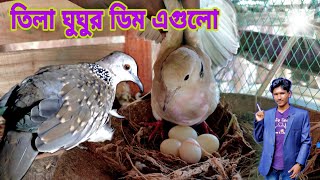 তিলা ঘুঘুর ডিম অস্টলিয়া ঘুঘুতে তাওয়া দেচ্ছে//এটা করে কি বাচ্চা ফুটানো সম্ভব? চলুন দেখাযাক/ঘুঘুর ডিম