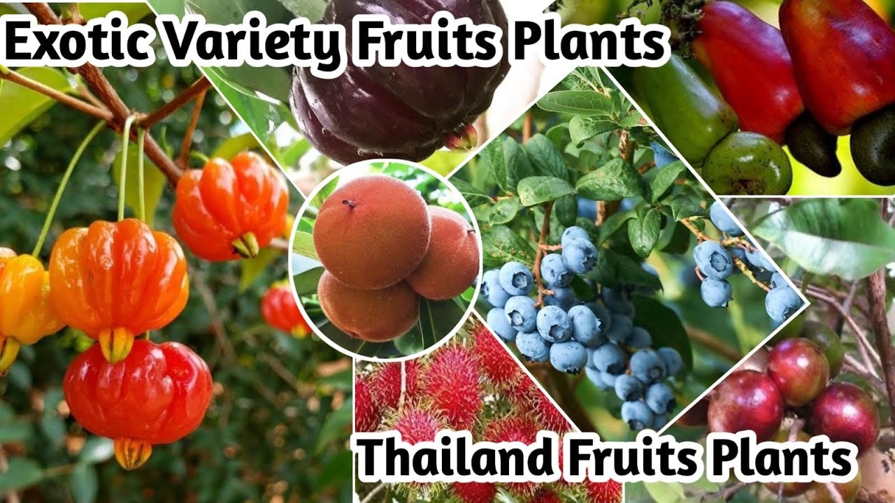 Exotic Variety Fruits Plants || Thailand Plant Nursery || Exotic & other Variety Available