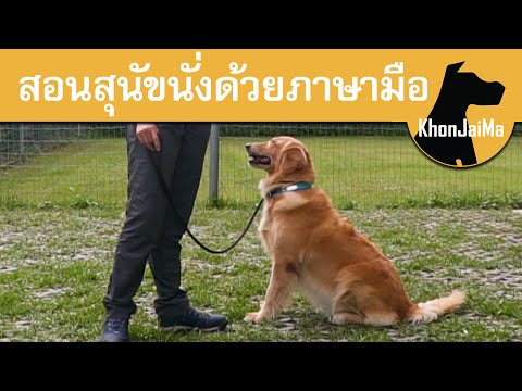 วีดีโอ: วิธีหยุดสุนัขของคุณจากการกัดสายจูง