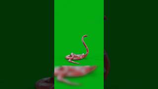 Naagin 5 Bani snake on green screen#naagin#naagin6#trending#magic
