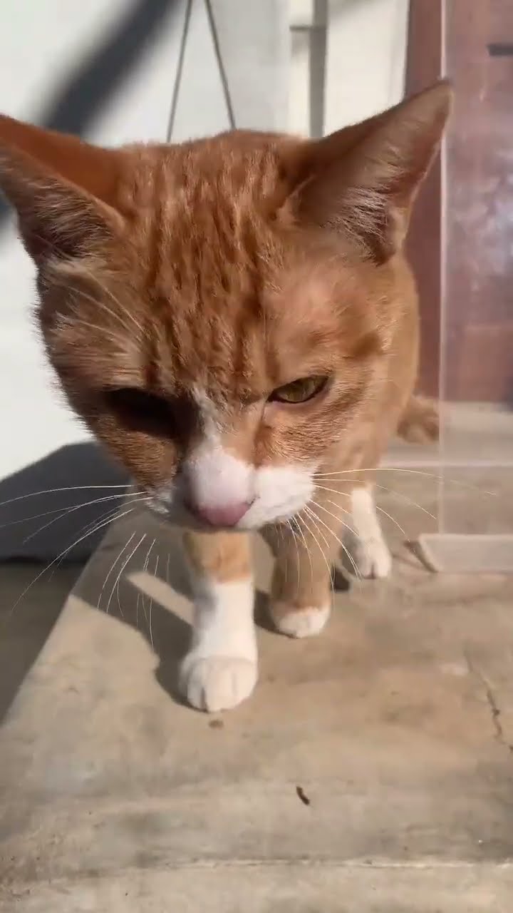 Bébé chaton très mignon ♥️ ♥️ ♥️