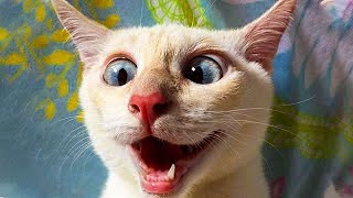 картинка: 😼 30 МИНУТ 🔥🤪 Смешные кошачьи ляпы, которые стали вирусными! 😂🤪