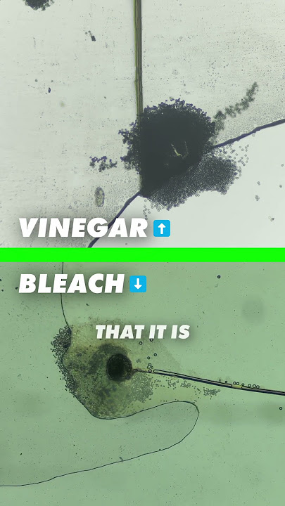 Vinegar vs Bleach - Experiment #mould #mouldillness #blackmould #cleaninghacks #mouldremoval