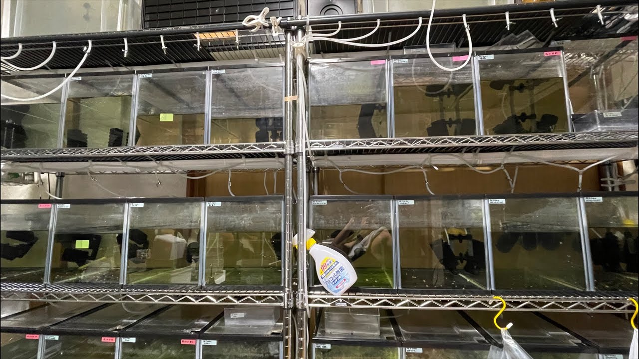 【めだか沼】改良メダカの夜市ライブオークション〝実験的販売〟2025.6.1