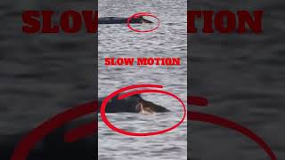 Hope war kein Bulle, sondern eine Kuh – hier der Beweis #hope #fypシ #breakingnews #ocean