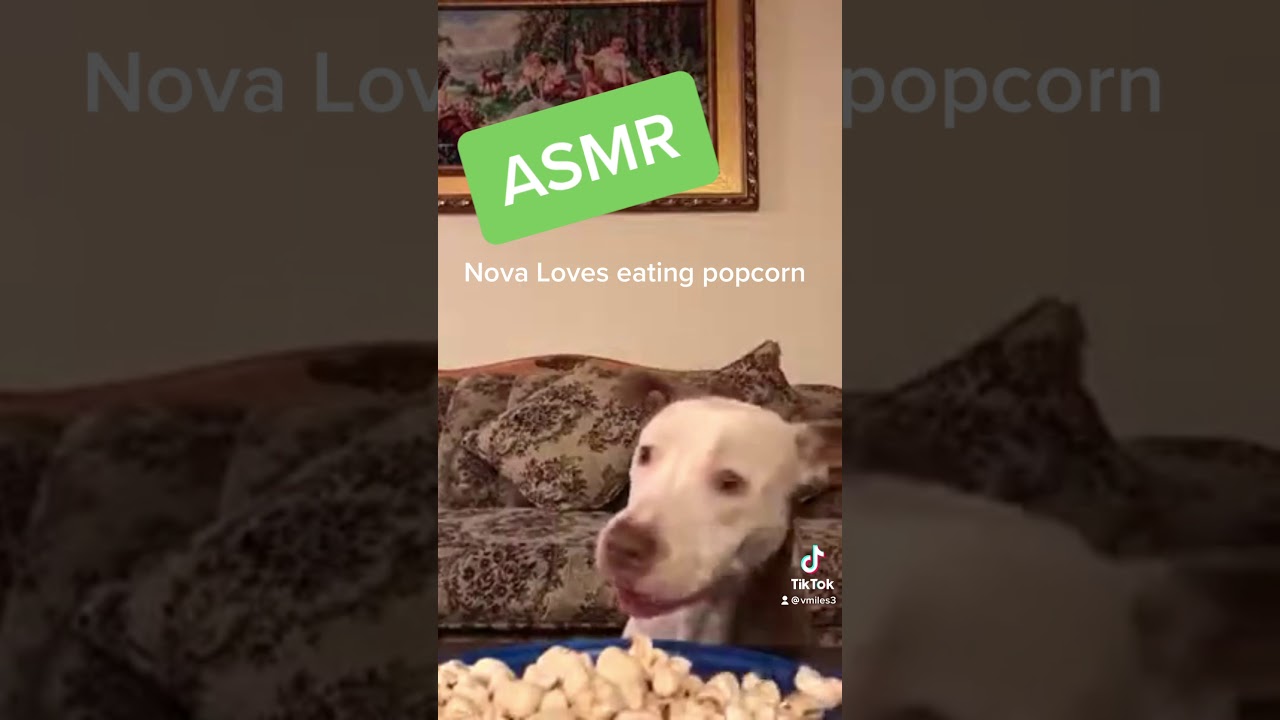 My dog loves popcorn | Pitbull ASMR | Mukbang | Dog on TikTok | Dog Eating Popcorn