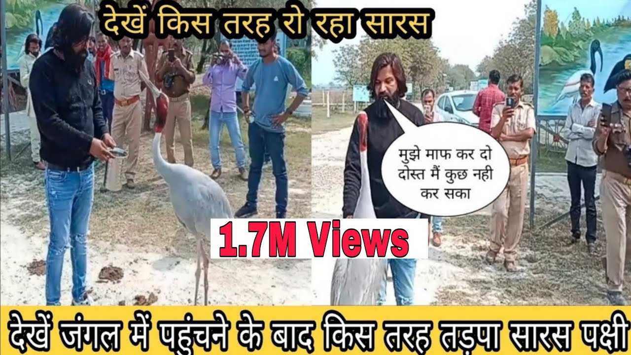 जंगल पहुंचने के बाद सारस का हुआ बुरा हाल 😢😭 आरिफ से लिपट कर रोता रहा तड़पता रहा। @Arifgurjar Sarash ka Dost