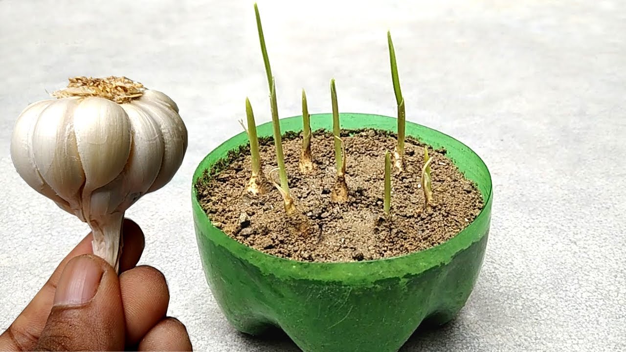 Grow garlic at home | Grow indoors