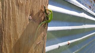 lizards mating