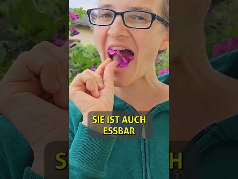 Video: Ist die Malve essbar?